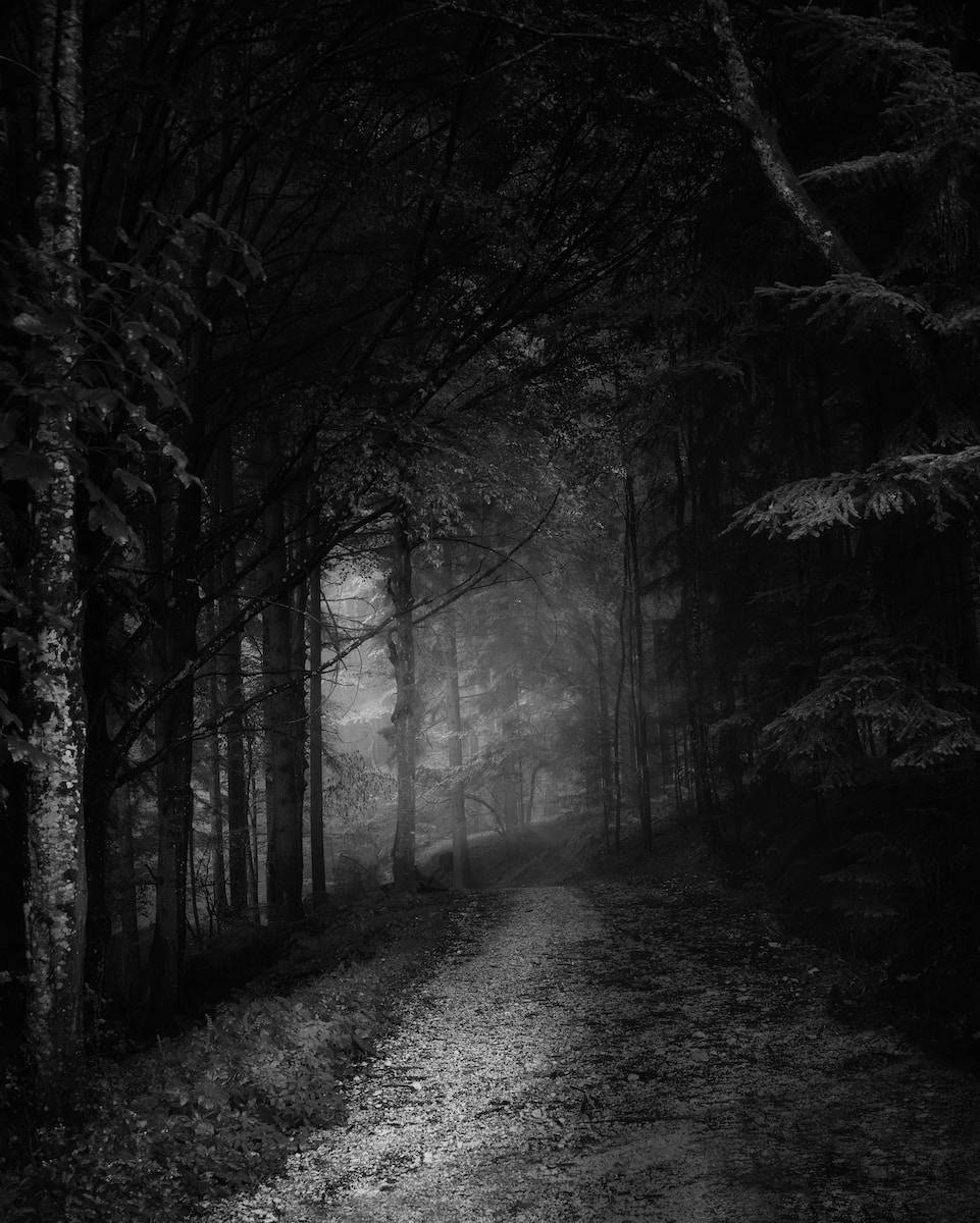 The Dark Forest.